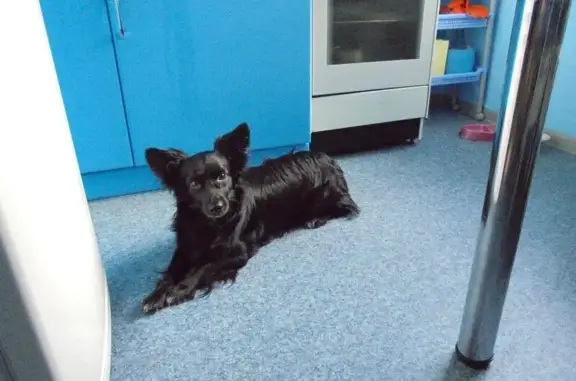 Пропала собака, Челябинск, пр. Победы, 168