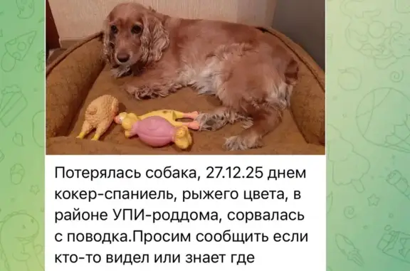 Пропала собака, ул. Микова 75, Краснотурьинск - photo