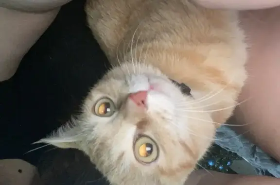 Найдена кошка, Иркутск, фото: Найдена кошка у автостанции, Р. Люксембург 289