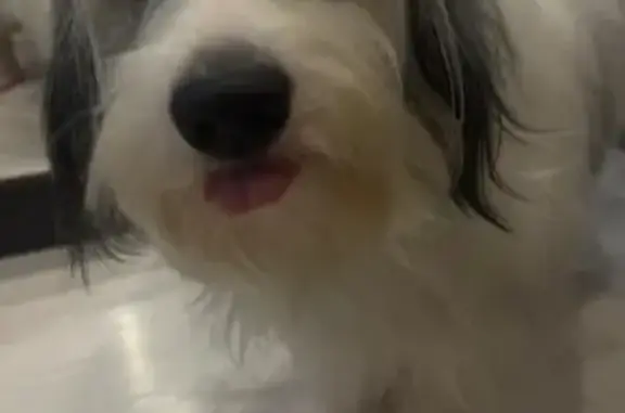 Пропала собака, пр. Победы 4, Новокуйбышевск