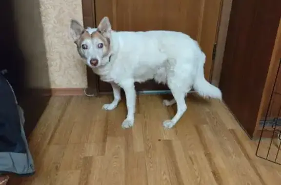 Найдена собака, Нижний Новгород, фото: Собака найдена, ул. Строкина, Н. Новгород