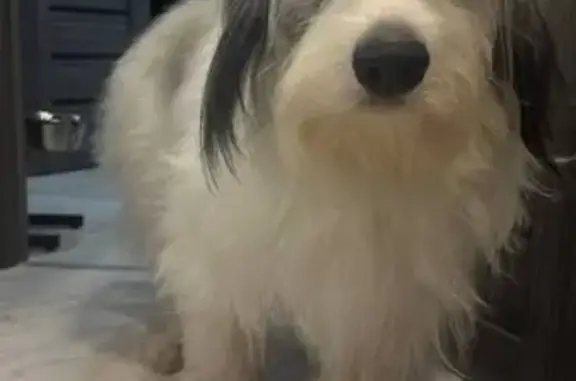 Пропала собака, ул. Пирогова 16А, Новокуйбышевск