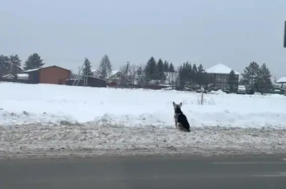Найдена собака, Зубово, фото: Собака у рынка, Зубово, 80К-032