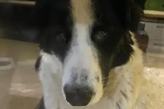 Пропала собака, Школьная ул., Костенково - photo