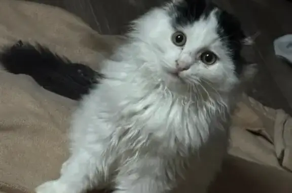 Пропала кошка, Ново-стремянная, 4 - photo