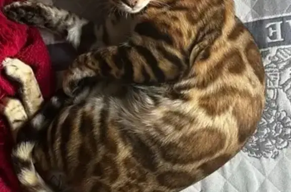 Пропала бенгальская кошка, Советская ул. - photo