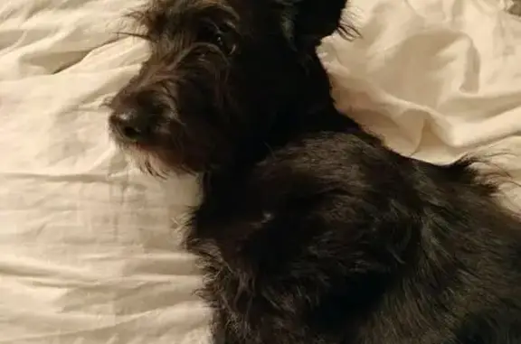 Пропала собака, ул. Маршака 14, Внуково