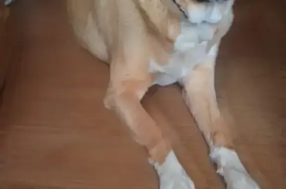 Пропала собака на Савушкина, 3, Астрахань - photo