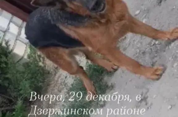 Пропала собака, Быковская ул., Волгоград