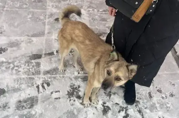 Найдена собака, Тюмень, фото: Собака найдена: ул. Верещагина, 27
