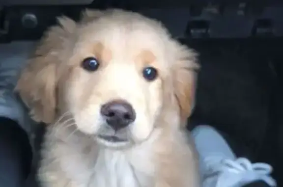 Пропала собака, Красная ул., 35, Луковская