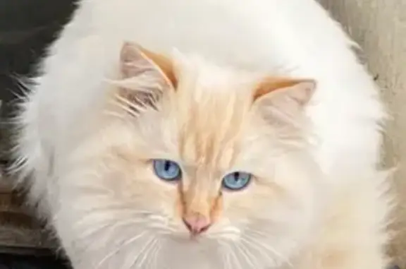 Пропала кошка, ул. Тукая 24, Тимяшево - photo