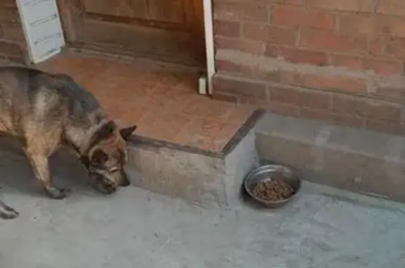 Собаки потеряшки, Таганрог, фото: Потеряшка собака, Таганрог, Артиллерийский 27