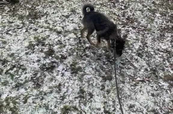 Пропала собака, ул. Энгельса 20, Обнинск