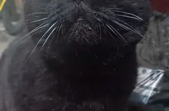 Найдена кошка, Краснодар, фото: Кошка найдена: Можайского, 54, Краснодар