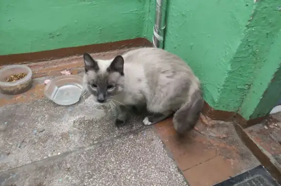 Найдена кошка, Иркутск, фото: Кошка найдена на Ярославского, 264А