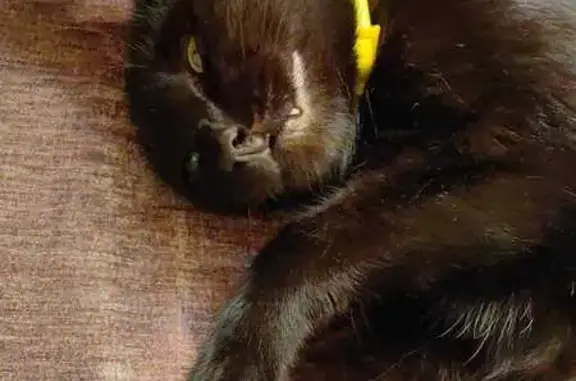 Пропала кошка на Шукова, 12, Нальчик - photo