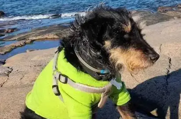 Пропала собака, Коммунарка, Дачная ул.