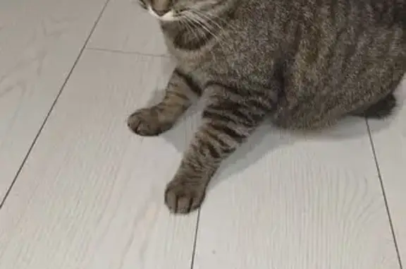 Найдена кошка, Иваново, фото: Кошка найдена в подъезде, Иваново