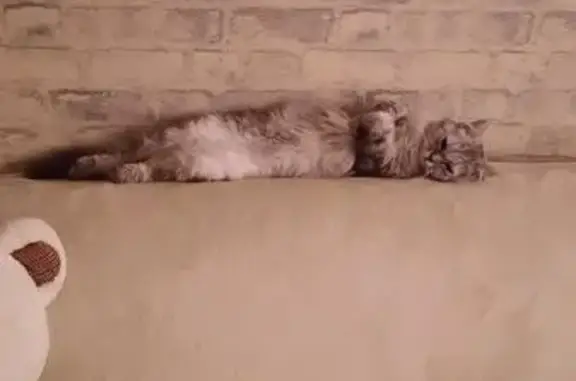 Пропала кошка, Советская ул., Дубинино - photo