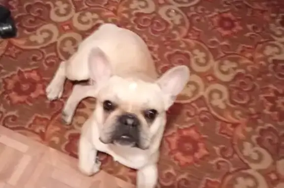 Найдена собака, Ставрополь, фото: Щенок найден: пр. Ворошилова, 7/2А, Ставрополь