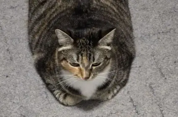 Пропала кошка, ул. Соколова-Соколёнка, 3 - photo