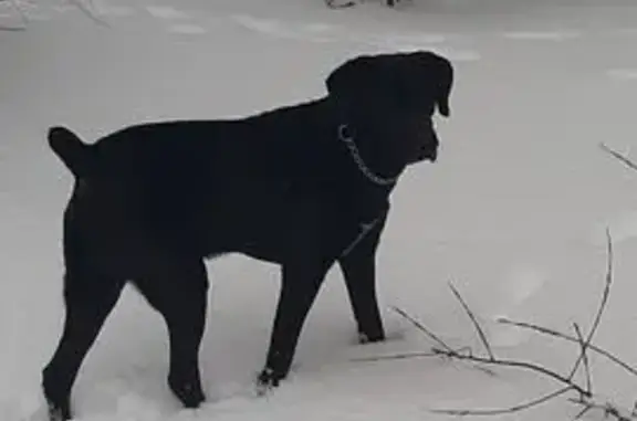 Собаки потеряшки, Чебоксары, фото: Потеряшка собака, ул. Мате Залки, Чебоксары