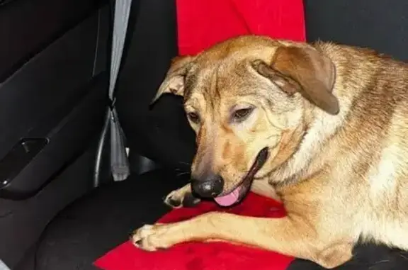 Найдена собака, Великий Новгород, фото: Собака найдена: Великая ул., 13, Новгород