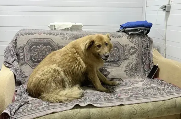 Пропала собака Злата, Атнашево, Советская - photo