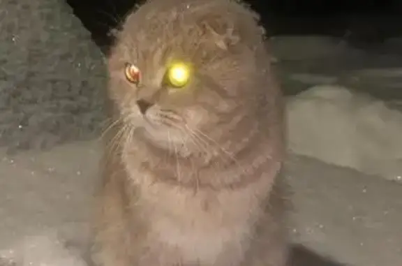 Пропал кот Арсик, ул. Титова 8, Давлеканово