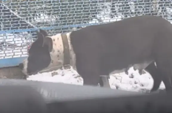 Найдена собака, Динская, фото: Собака найдена: ул. Садовая 16, Динская