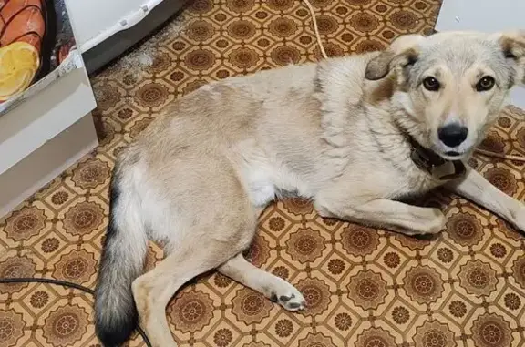 Пропала собака, ул. Ивана Франко, 5, Тула