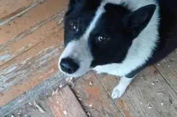 Пропала собака в д. Иванищенские Горки