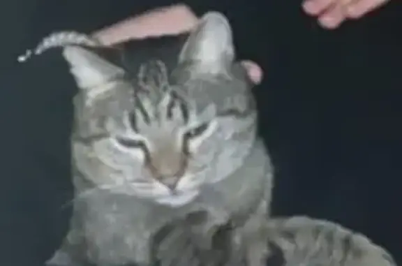 Кошки потеряшки, Покров, фото: Потеряшка кошка, ул. Карла Либкнехта, 14