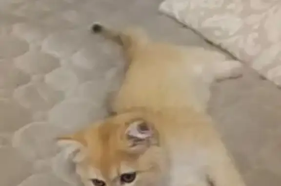 Пропала кошка, Адоратского 39, Казань - photo