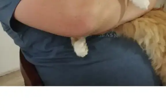 Пропала кошка, Новоуфимская 1/1, Михайловка