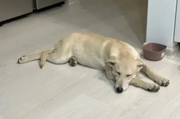 Найдена собака, Уфа, фото: Найдена собака, пр. Октября, 158, Уфа