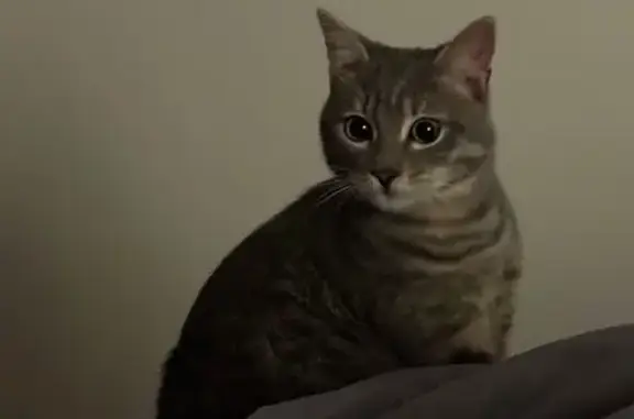 Найдена кошка, Анапа, фото: Найдена кошка на ул. Ленина, 243, Анапа