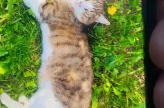 Кошки потеряшки, Москва, фото: Потеряшка кошка, Москва