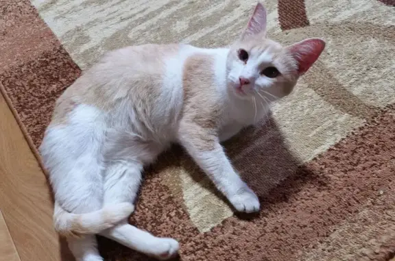 Найдена кошка, Выкса, фото: Кошка найдена у 