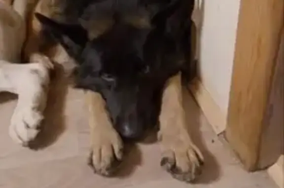 Пропала собака, Рязанцы