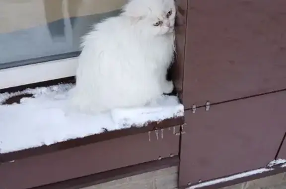 Найдена кошка, Старый Оскол, фото: Персидская кошка найдена, 10, Старый Оскол