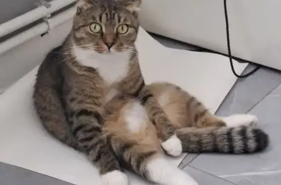 Пропала кошка Афина, ул. Горького 12, Тула - photo