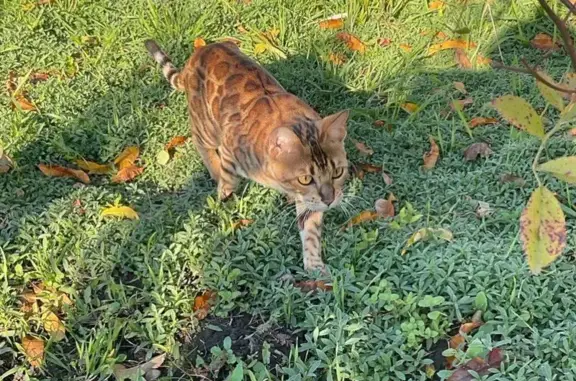 Пропала кошка, ул. Горького 57, Курганинск - photo