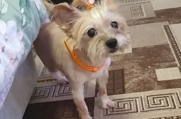 Собаки потеряшки, Таганрог, фото: Потеряшка собака, Прибрежная 11, Таганрог