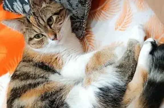 Пропала кошка, Лановецкая ул., 14 - photo