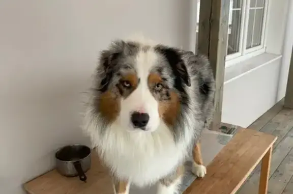 Пропала собака, Василёво, МО