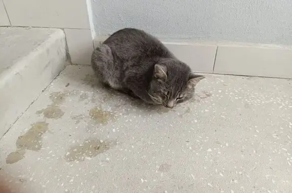 Найдена кошка, Семеновка, фото: Кошка найдена, Молодёжная 2б, Семёновка