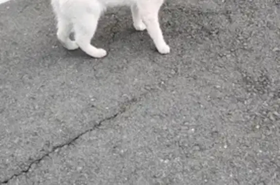 Пропал кот, ул. Чертыгашева, 9а, Абакан - photo