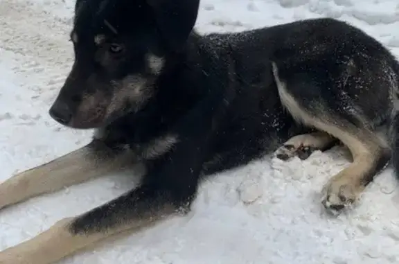Найдена собака, Таширово, фото: Найдена собака, Таширово 46К-3190